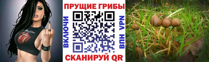 Галлюциногенные грибы Magic Shrooms  OMG   Малаховка  продажа наркотиков 
